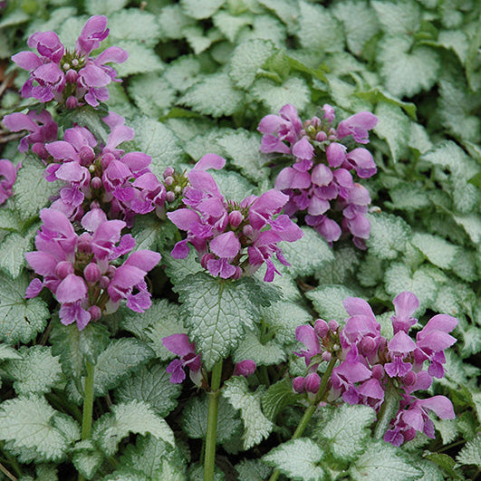 Lamium Dead Nettle Orchid Frost - 6" Perennial