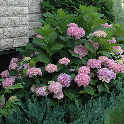 Hydrangea Endless Summer Original