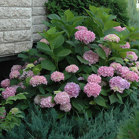 Hydrangea Endless Summer Original