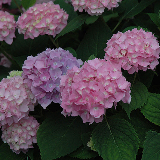 Hydrangea Endless Summer Original