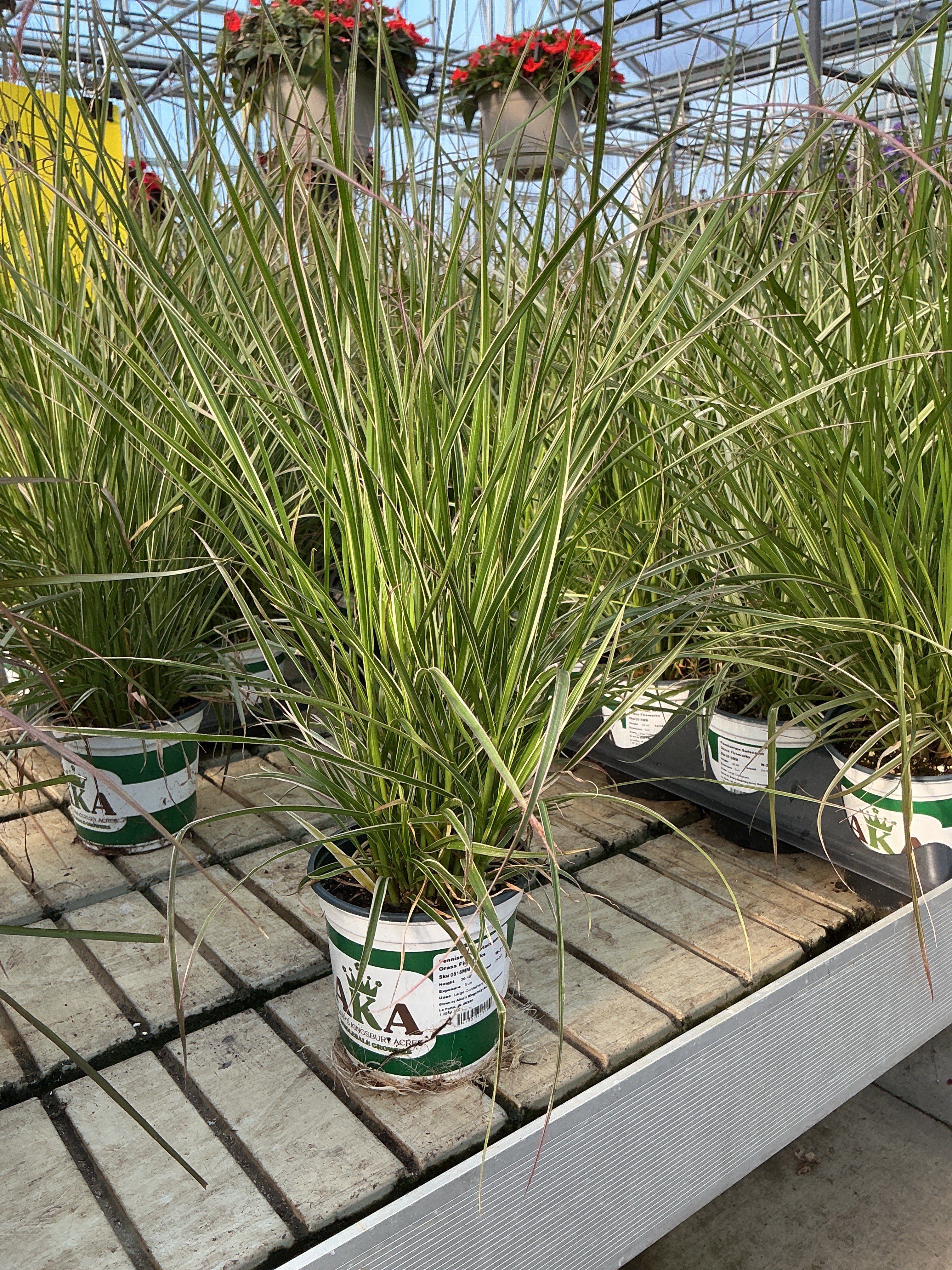 Pennisetum setaceum Fireworks - 5" Premium Thriller Annual