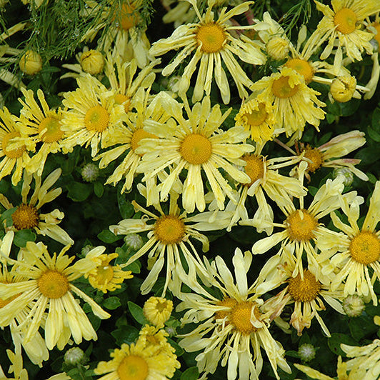 Chrysanthemum Mum Mammoth Yellow Quill