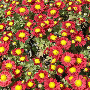 Chrysanthemum Mum Mammoth Red Daisy
