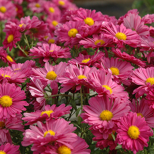 Chrysanthemum Mum Mammoth Lavender Daisy