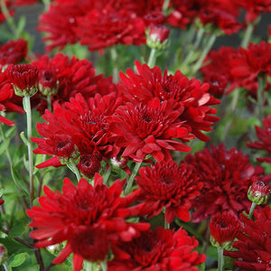 Five Alarm Red - 9"x6" Potted Garden Mum