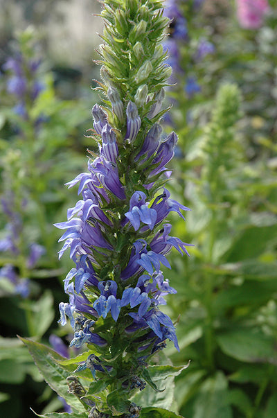 Lobelia Blue Cardinal Flower