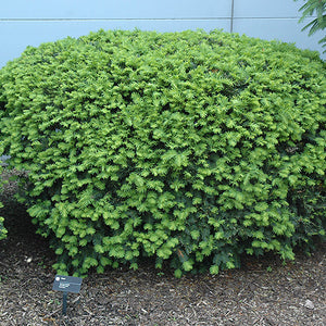 Taxus Densiformis