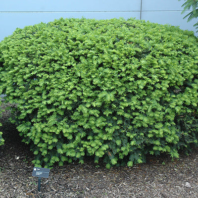 Taxus Densiformis