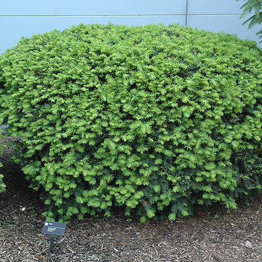 Taxus Densiformis
