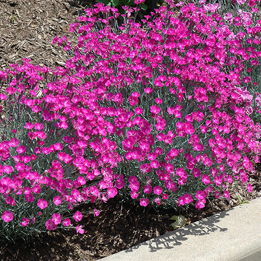 Dianthus Pinks Firewitch - 6" Perennial