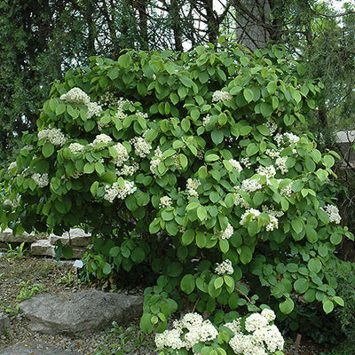 Viburnum Newport Doublefile