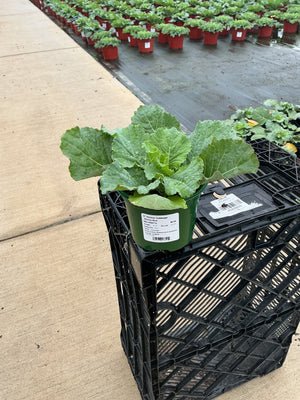 Savoy Ace Ornamental Cabbage - 5" Fall Annuals