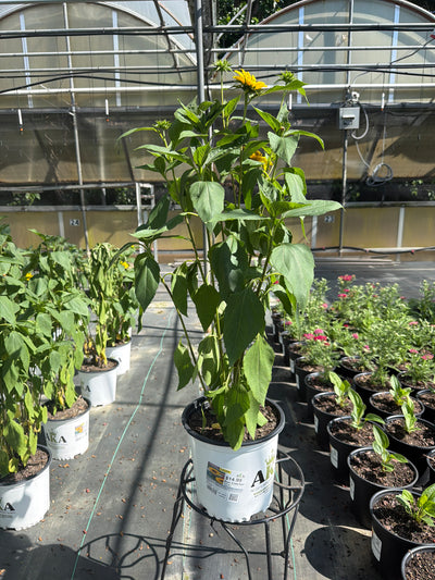 Helianthus Sunflower Sun Catcher