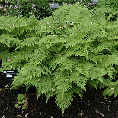 Athyrium Lady Fern