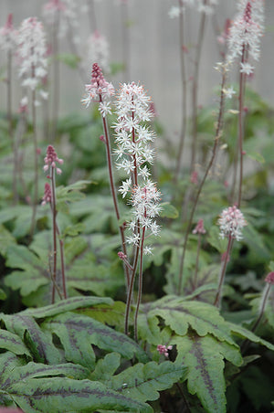 Tiarella Foam Flower Candy Striper