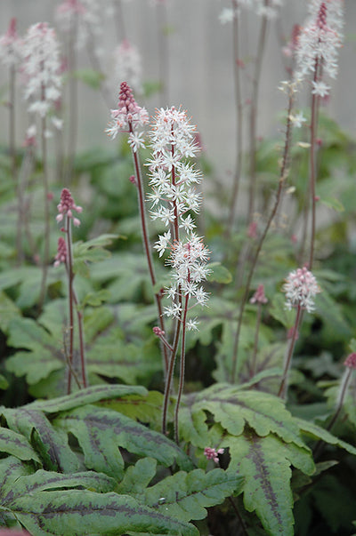 Tiarella Foam Flower Candy Striper