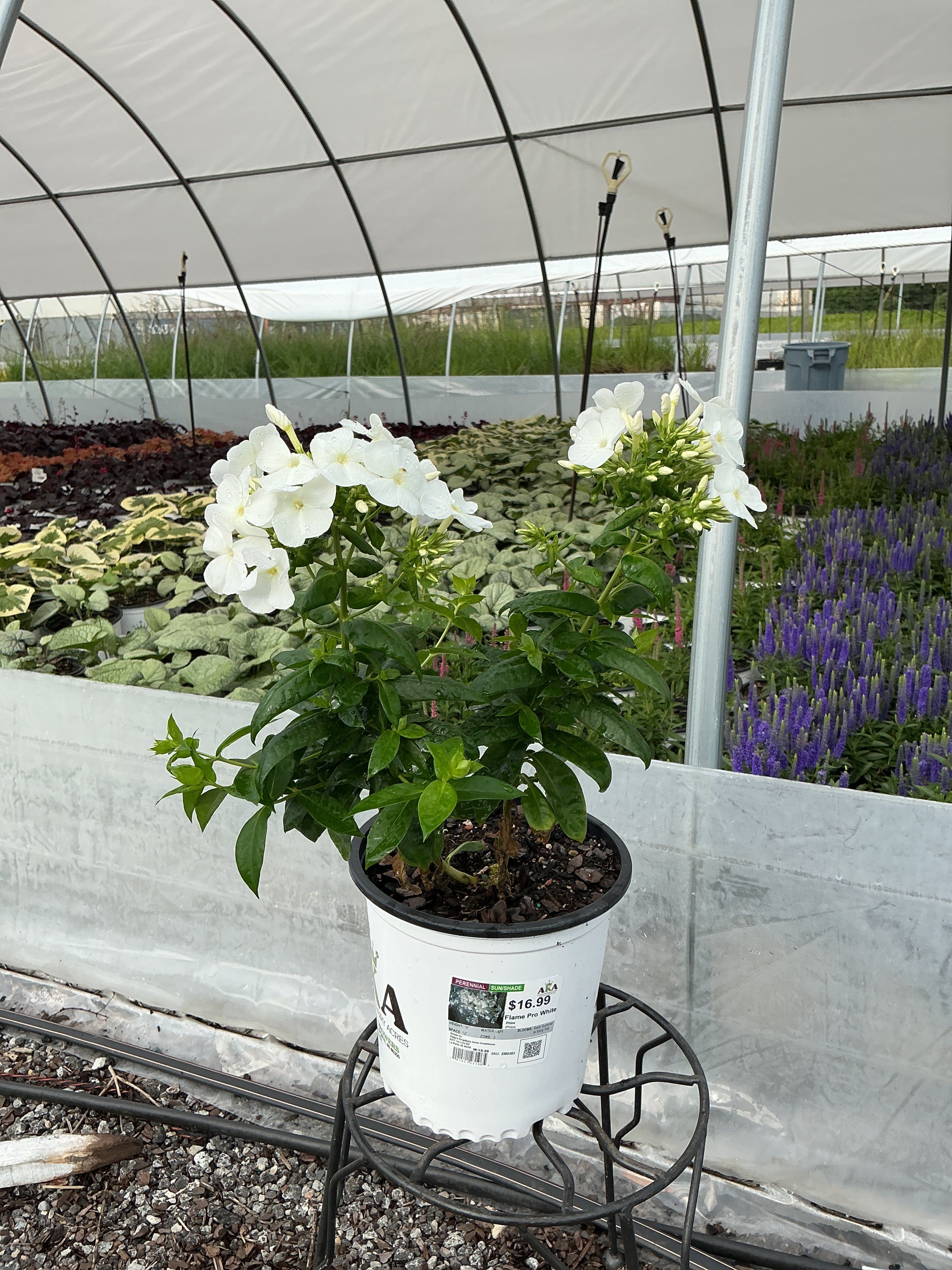 Phlox Garden Phlox Flame Pro White
