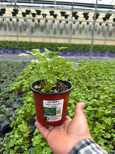 Parsley Italian Dark Single - 4.33" Potted Herb