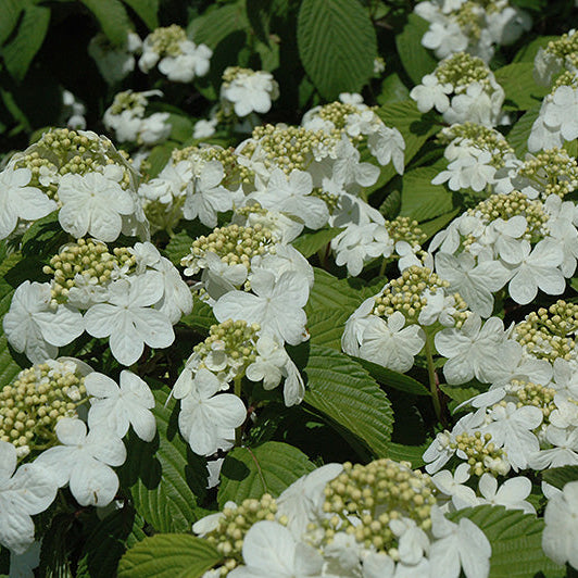 Viburnum Newport Doublefile