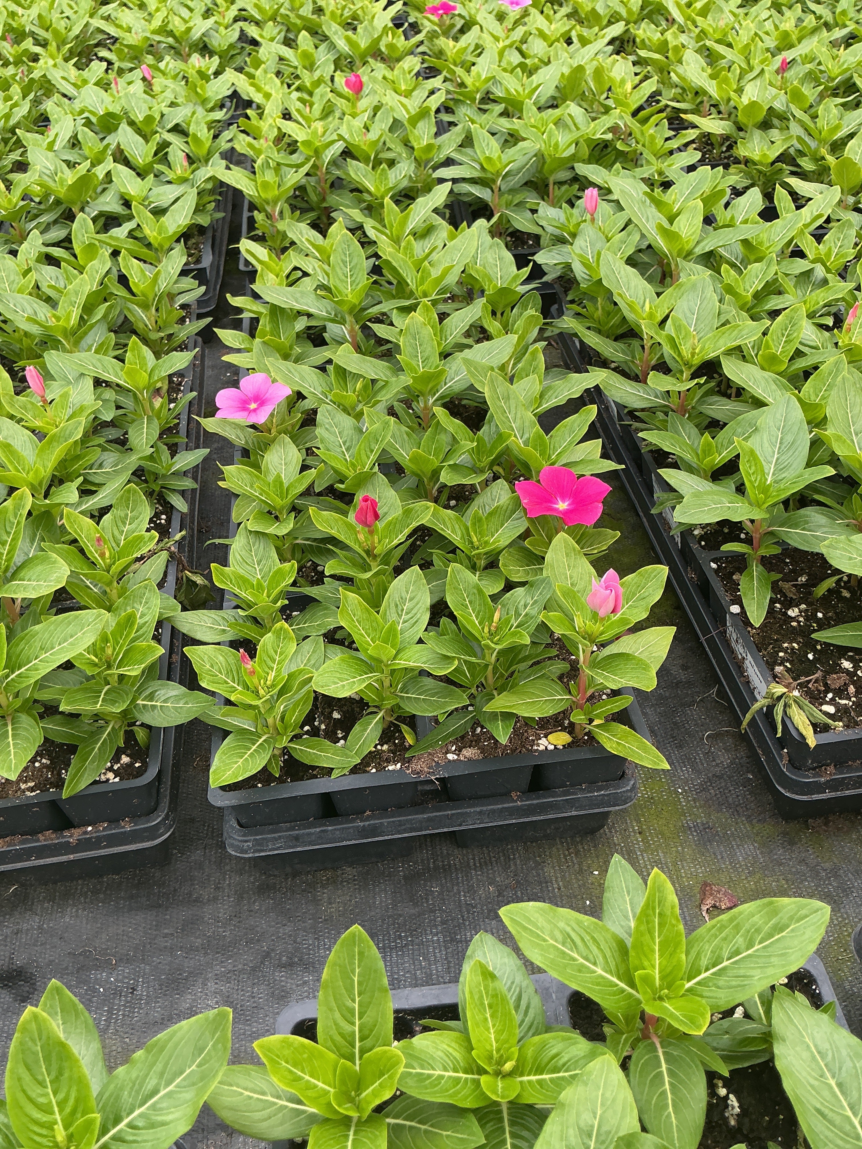 Vinca Titan Mix Bubble Gum - 4 Pack Annual