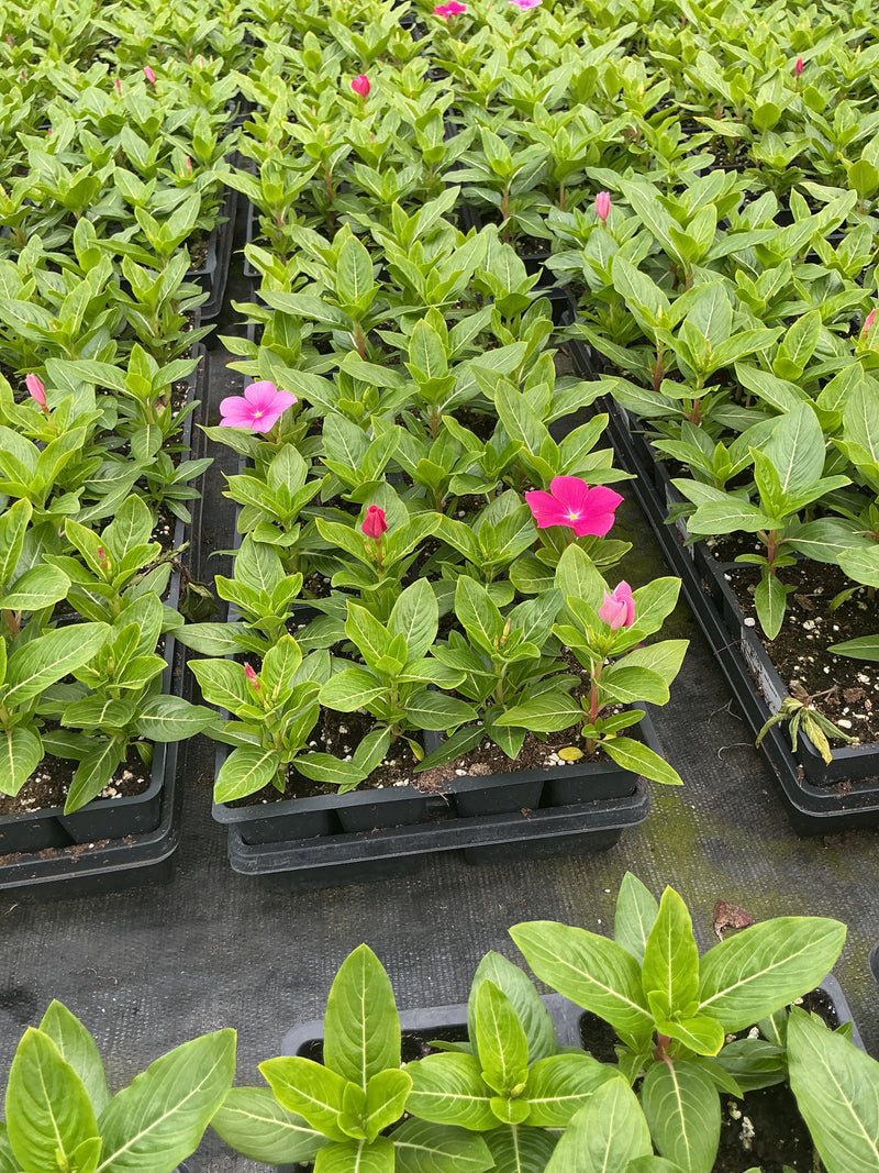 Vinca Titan Mix Bubble Gum - 4 Pack Annual
