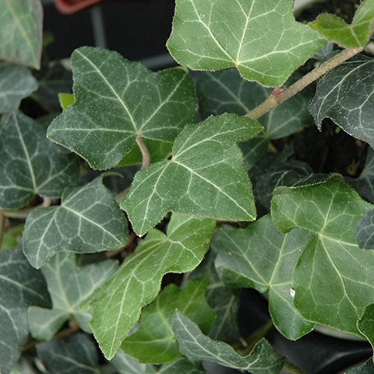 Baltic Ivy - Hedera helix 'Baltica' - 4" Pot