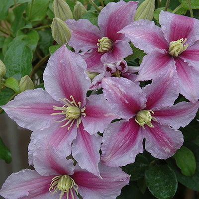 Clematis Leather Flower Piilu