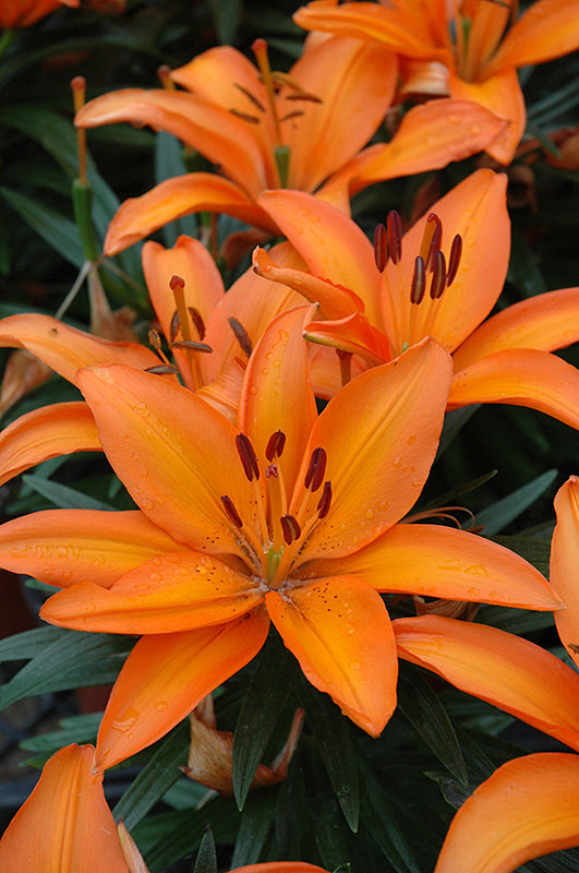 Lilium Lily Lily Looks Tiny Skyline