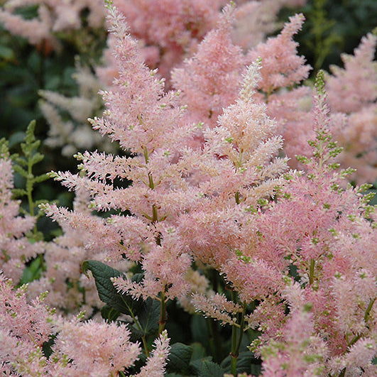 Astilbe False Spirea Peach Blossom
