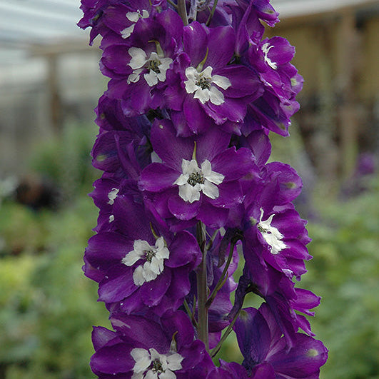 Delphinium Larkspur King Arthur