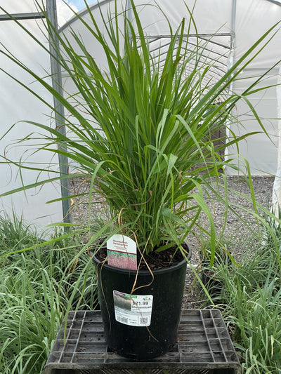 Panicum Switchgrass Shenandoah