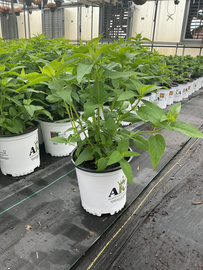 Monarda Bee Balm Bee-Mine Red