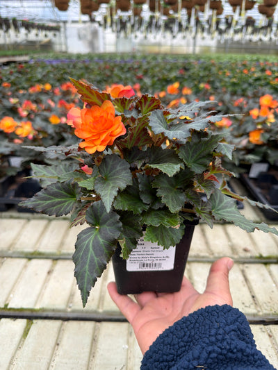 Begonia I'Conia Bacio Orange - 4.5" Potted Begonia