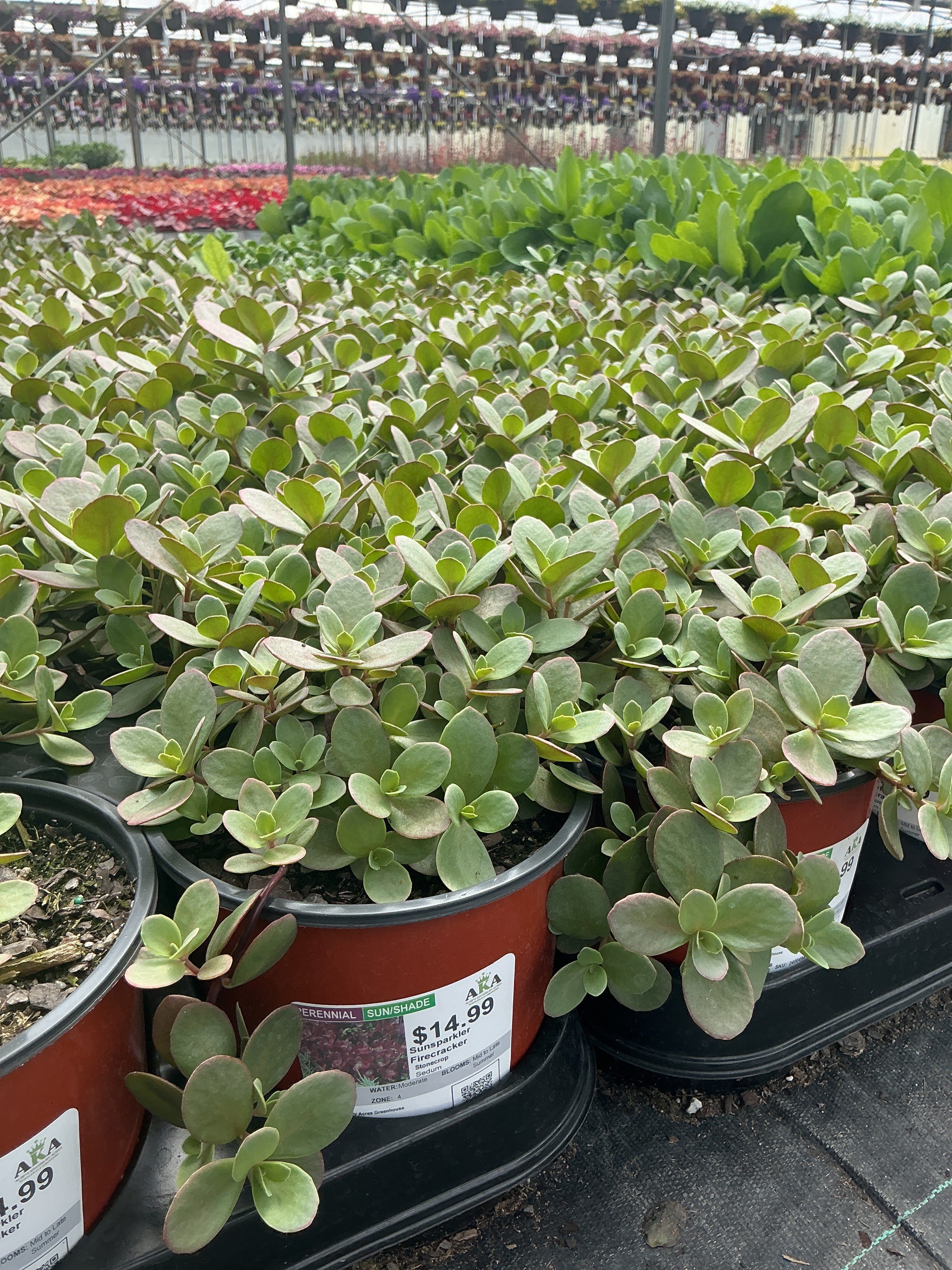 Sedum Stonecrop Sunsparkler Firecracker - 6" Perennial