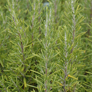 Rosemary Upright Blue - 4.33" Potted Herb