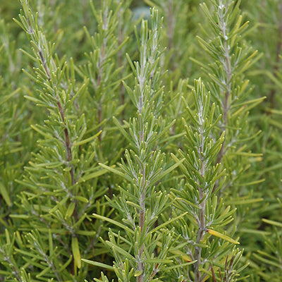 Rosemary Upright Blue - 4.33" Potted Herb