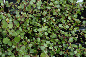 Muehlenbeckia Wire Vine - Jumbo 4 Pack Accents