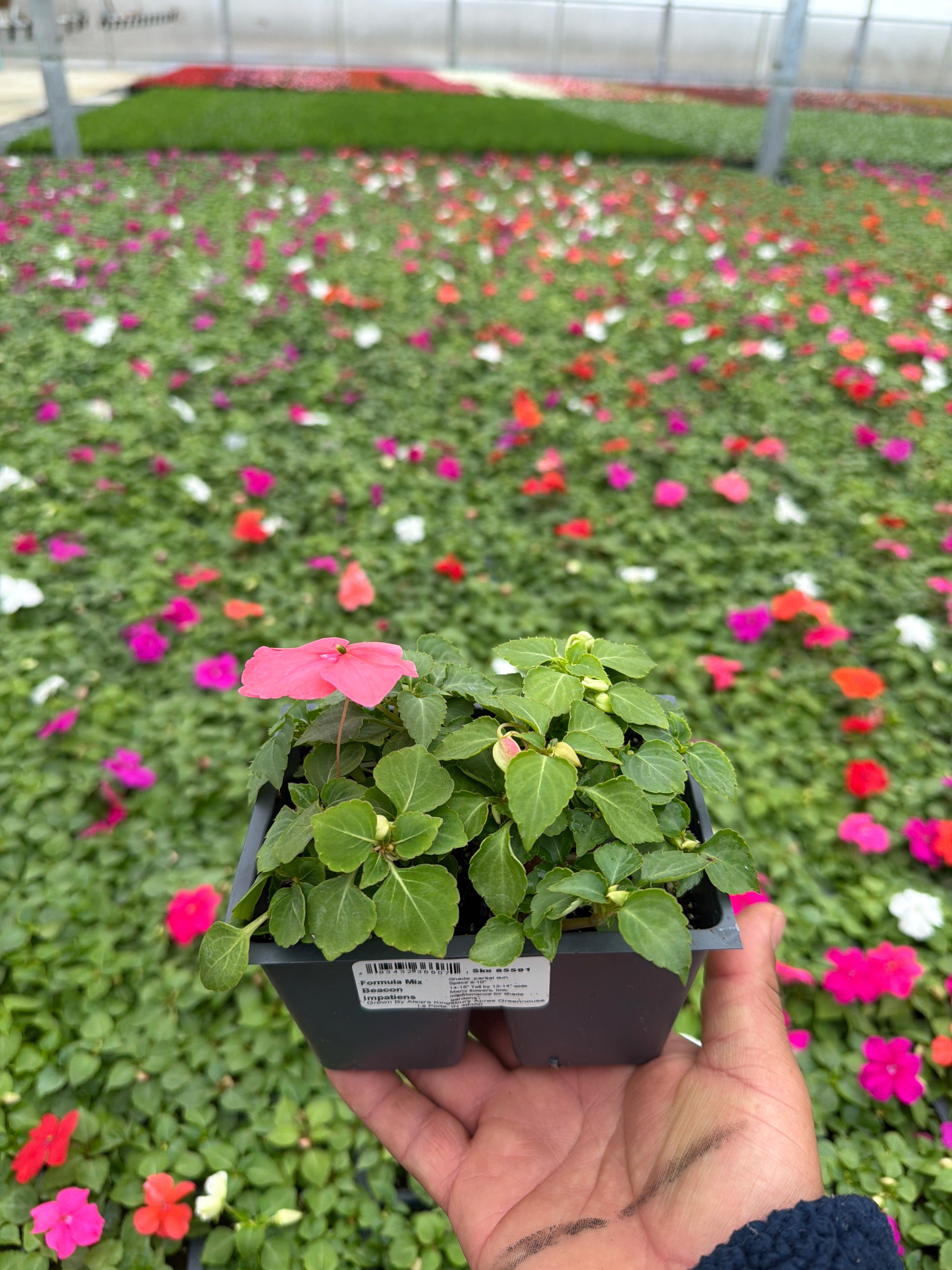 Impatiens Beacon Formula Mix - 4 Pack Annual