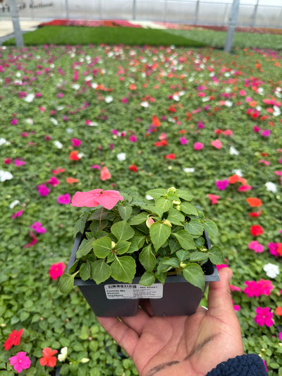 Impatiens Beacon Formula Mix - 4 Pack Annual