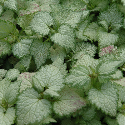 Lamium Dead Nettle Ghost - 6" Perennial