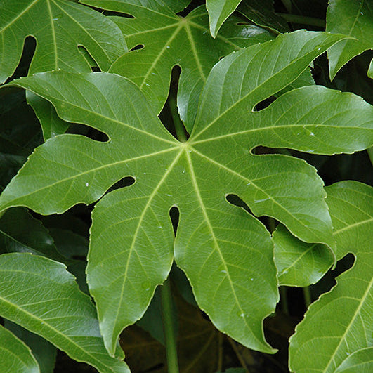 Japanese Aralia - Fatsia japonica - 4" Pot
