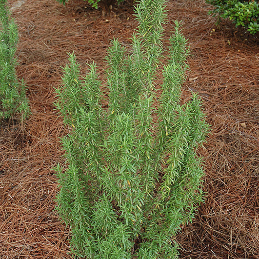 Rosemary Upright Blue - 4.33" Potted Herb