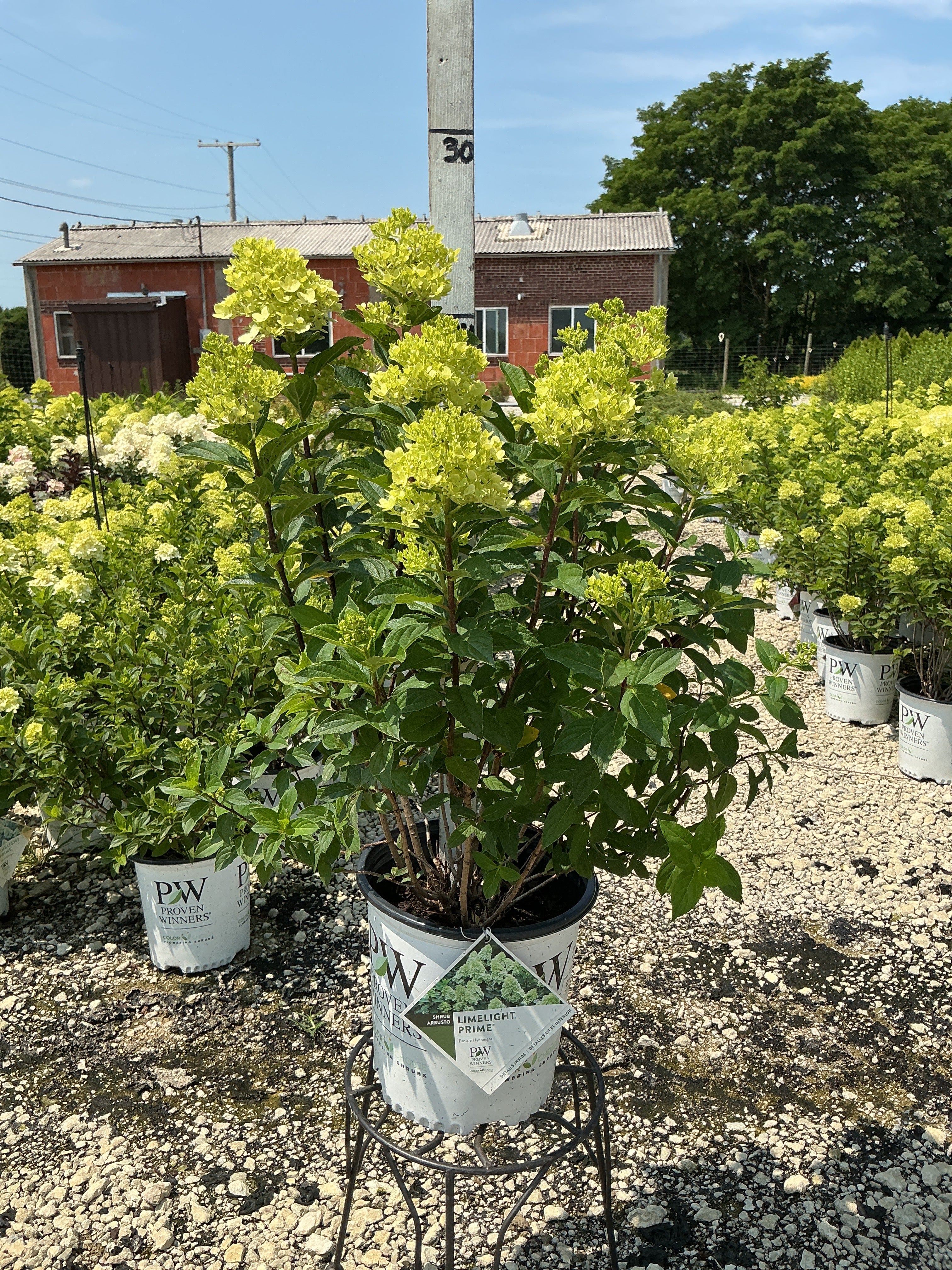 Hydrangea Limelight Prime