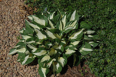 Hosta Plantain Lily Loyalist