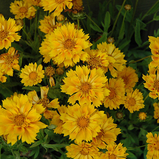 Coreopsis Tickseed Jethro Tull