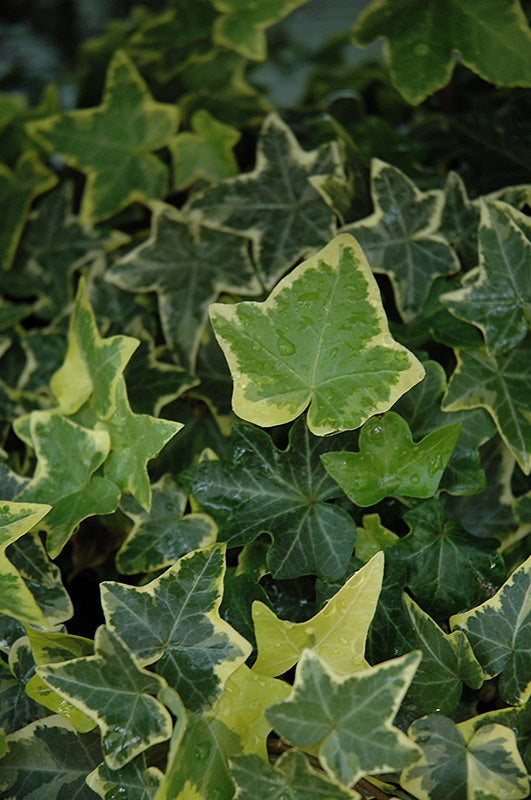Hedera helix Gold Child - 4.33" Premium Annual