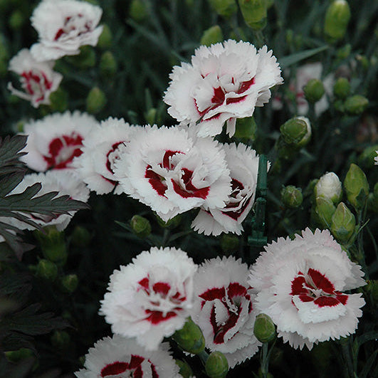 Dianthus Pinks Scent First Coconut Surprise - 6" Perennial
