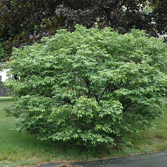 Euonymus Burning Bush Compact