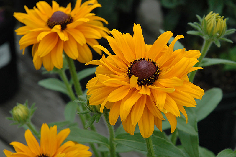 Rudbeckia Black Eyed Susan Goldilocks