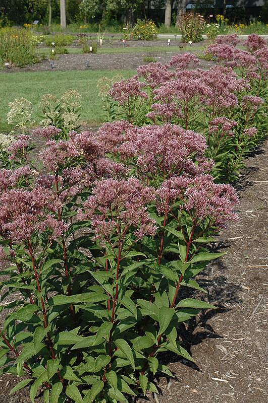 Eupatorium Boneset Baby Joe